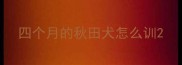 四个月的秋田犬怎么训