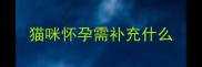 猫咪怀孕需补充什么