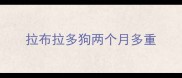 拉布拉多狗两个月多重