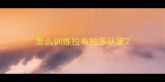 怎么训练拉布拉多认家