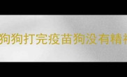 小狗狗打完疫苗狗没有精神