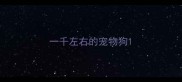 一千左右的宠物狗