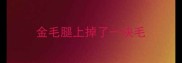 金毛腿上掉了一块毛