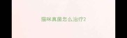 猫咪真菌怎么治疗