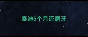 泰迪5个月还磨牙