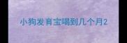 小狗发育宝喝到几个月