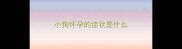 小狗怀孕的症状是什么