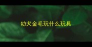 幼犬金毛玩什么玩具