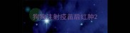 狗狗注射疫苗后红肿