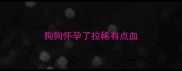 狗狗怀孕了拉稀有点血