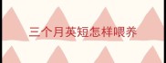 三个月英短怎样喂养