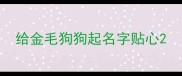 给金毛狗狗起名字贴心