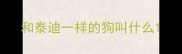 和泰迪一样的狗叫什么