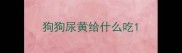 狗狗尿黄给什么吃