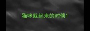 猫咪躲起来的时候