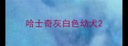 哈士奇灰白色幼犬