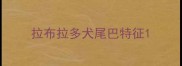 拉布拉多犬尾巴特征
