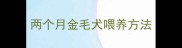 两个月金毛犬喂养方法