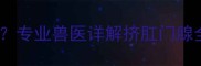 狗狗肛门腺堵塞怎么办专业兽医详解挤肛门腺全流程与家庭护理指南