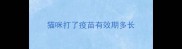 猫咪打了疫苗有效期多长
