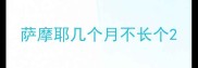 萨摩耶几个月不长个