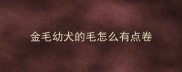 金毛幼犬的毛怎么有点卷