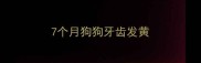 7个月狗狗牙齿发黄