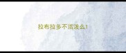 拉布拉多不活泼么