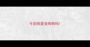 牛奶狗是宠物狗吗