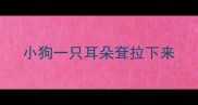 小狗一只耳朵耷拉下来