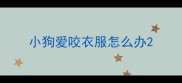 小狗爱咬衣服怎么办