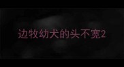 边牧幼犬的头不宽