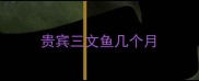 贵宾三文鱼几个月