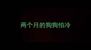 两个月的狗狗怕冷