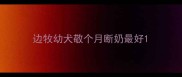 边牧幼犬敬个月断奶最好