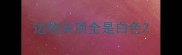 边牧头顶全是白色