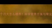 斗牛犬2个月大怎么喂养科学营养方案与常见误区全