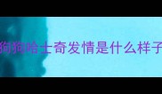 狗狗哈士奇发情是什么样子
