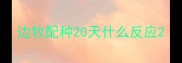 边牧配种20天什么反应