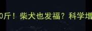 柯基五个月胖了20斤柴犬也发福科学增肥减脂全攻略