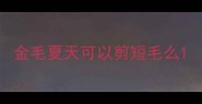 金毛夏天可以剪短毛么