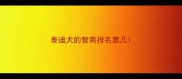 泰迪犬的智商排名第几