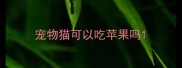 宠物猫可以吃苹果吗