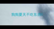 狗狗夏天不吃东西