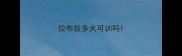 拉布拉多犬可训吗
