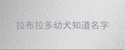 拉布拉多幼犬知道名字
