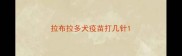 拉布拉多犬疫苗打几针