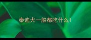 泰迪犬一般都吃什么