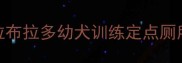 拉布拉多幼犬训练定点厕所