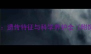 蓝眼哈士奇遗传特征与科学养护全附饲养指南
